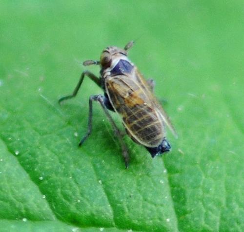 Réf. 311 168 : Criomorphus sp.